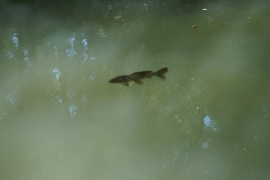 Bir Koi sazan balığı Rodini parkındaki gölette yüzer. Koi, nishikigoi, 