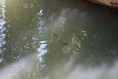 Koi sazan balığı Rodini parkındaki gölette yüzer. Koi, nishikigoi, 