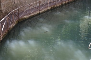 Bir Koi sazan balığı Rodini parkındaki gölette yüzer. Koi, nishikigoi, 