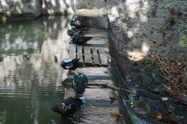 Büyük Muscovy ördekleri Cairina Moschata, Ağustos ayında, resim gibi Rodini Parkı 'nda bir göletin yakınında yaşar. Rodini Parkı, Rhodes Lindos Bulvarı 'nda bir cennet. Rhodes Town' a 3 km uzaklıkta. Rodos Adası, Yunanistan 