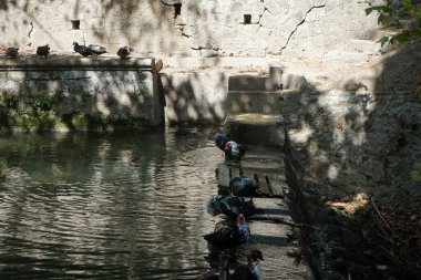 Büyük Muscovy ördekleri Cairina Moschata, Ağustos ayında, resim gibi Rodini Parkı 'nda bir göletin yakınında yaşar. Rodini Parkı, Rhodes Lindos Bulvarı 'nda bir cennet. Rhodes Town' a 3 km uzaklıkta. Rodos Adası, Yunanistan 