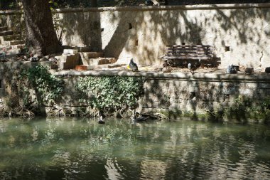 Büyük Muscovy ördekleri Cairina Moschata, Ağustos ayında, resim gibi Rodini Parkı 'nda bir göletin yakınında yaşar. Rodini Parkı, Rhodes Lindos Bulvarı 'nda bir cennet. Rhodes Town' a 3 km uzaklıkta. Rodos Adası, Yunanistan 