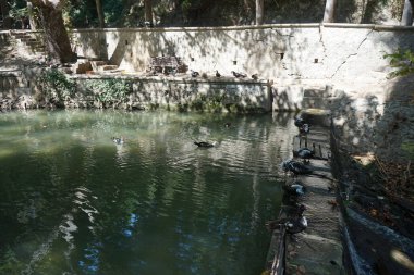 Büyük Muscovy ördekleri Cairina Moschata, Ağustos ayında, resim gibi Rodini Parkı 'nda bir göletin yakınında yaşar. Rodini Parkı, Rhodes Lindos Bulvarı 'nda bir cennet. Rhodes Town' a 3 km uzaklıkta. Rodos Adası, Yunanistan 