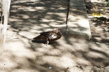 Büyük Muscovy ördekleri Cairina Moschata, Ağustos ayında, resim gibi Rodini Parkı 'nda bir göletin yakınında yaşar. Rodini Parkı, Rhodes Lindos Bulvarı 'nda bir cennet. Rhodes Town' a 3 km uzaklıkta. Rodos Adası, Yunanistan 