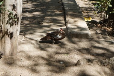 Büyük Muscovy ördekleri Cairina Moschata, Ağustos ayında, resim gibi Rodini Parkı 'nda bir göletin yakınında yaşar. Rodini Parkı, Rhodes Lindos Bulvarı 'nda bir cennet. Rhodes Town' a 3 km uzaklıkta. Rodos Adası, Yunanistan 