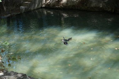 Büyük bir Moscovy ördeği, Cairina moschata, Ağustos ayında pitoresk Rodini Parkı 'nda bir göletin üzerinde yüzer. Rodini Parkı, Rhodes Lindos Bulvarı 'nda bir cennet. Rhodes Town' a 3 km uzaklıkta. Rodos Adası, Yunanistan 