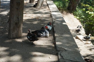 Büyük Muscovy ördekleri Cairina Moschata, Ağustos ayında, resim gibi Rodini Parkı 'nda bir göletin yakınında yaşar. Rodini Parkı, Rhodes Lindos Bulvarı 'nda bir cennet. Rhodes Town' a 3 km uzaklıkta. Rodos Adası, Yunanistan 