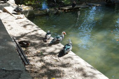 Büyük Muscovy ördekleri Cairina Moschata, Ağustos ayında, resim gibi Rodini Parkı 'nda bir göletin yakınında yaşar. Rodini Parkı, Rhodes Lindos Bulvarı 'nda bir cennet. Rhodes Town' a 3 km uzaklıkta. Rodos Adası, Yunanistan 