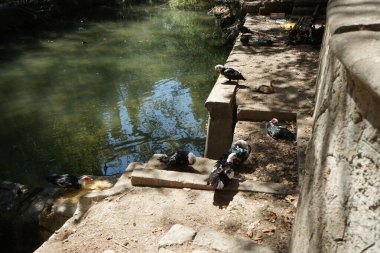 Büyük Muscovy ördekleri Cairina Moschata, Ağustos ayında, resim gibi Rodini Parkı 'nda bir göletin yakınında yaşar. Rodini Parkı, Rhodes Lindos Bulvarı 'nda bir cennet. Rhodes Town' a 3 km uzaklıkta. Rodos Adası, Yunanistan 