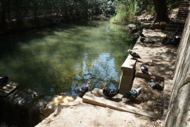 Büyük Muscovy ördekleri Cairina Moschata, Ağustos ayında, resim gibi Rodini Parkı 'nda bir göletin yakınında yaşar. Rodini Parkı, Rhodes Lindos Bulvarı 'nda bir cennet. Rhodes Town' a 3 km uzaklıkta. Rodos Adası, Yunanistan 