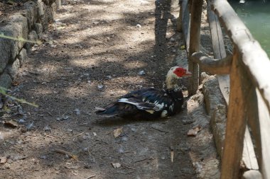 Büyük bir Moscovy ördeği, Cairina moschata, Ağustos ayında resim gibi Rodini Parkı 'nda bir göletin yakınında yaşar. Rodini Parkı, Rhodes Lindos Bulvarı 'nda bir cennet. Rhodes Town' a 3 km uzaklıkta. Rodos Adası, Yunanistan