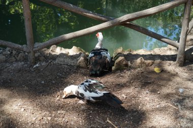 Büyük Muscovy ördekleri Cairina Moschata, Ağustos ayında, resim gibi Rodini Parkı 'nda bir göletin yakınında yaşar. Rodini Parkı, Rhodes Lindos Bulvarı 'nda bir cennet. Rhodes Town' a 3 km uzaklıkta. Rodos Adası, Yunanistan 