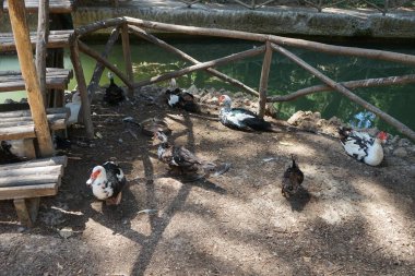 Büyük Muscovy ördekleri Cairina Moschata, Ağustos ayında, resim gibi Rodini Parkı 'nda bir göletin yakınında yaşar. Rodini Parkı, Rhodes Lindos Bulvarı 'nda bir cennet. Rhodes Town' a 3 km uzaklıkta. Rodos Adası, Yunanistan 