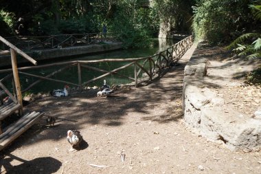 Büyük Muscovy ördekleri Cairina Moschata, Ağustos ayında, resim gibi Rodini Parkı 'nda bir göletin yakınında yaşar. Rodini Parkı, Rhodes Lindos Bulvarı 'nda bir cennet. Rhodes Town' a 3 km uzaklıkta. Rodos Adası, Yunanistan 