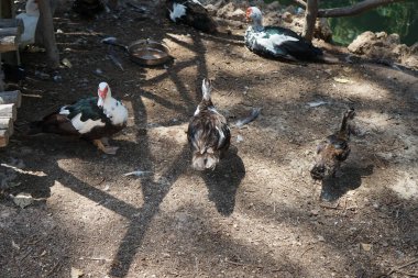 Büyük Muscovy ördekleri Cairina Moschata, Ağustos ayında, resim gibi Rodini Parkı 'nda bir göletin yakınında yaşar. Rodini Parkı, Rhodes Lindos Bulvarı 'nda bir cennet. Rhodes Town' a 3 km uzaklıkta. Rodos Adası, Yunanistan 
