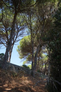 Rodini Parkı 'nın eşsiz manzarası. Ağustos' ta bitkilerin bolluğu. Rodini Parkı gezegendeki en eski parklardan biri olarak kabul edilir. Rodos Adası, Yunanistan