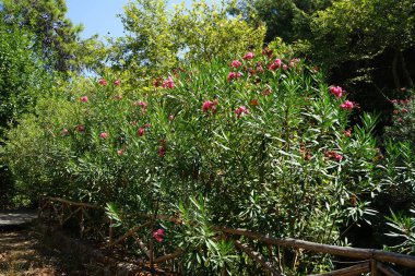 Nerium zakkum, Ağustos ayında Rodini Parkı 'nda çiçek açar. Neryum zakkum ya da zakkum, dünya çapında ılıman ve subtropikal bölgelerde bir süs ve peyzaj bitkisi olarak yetiştirilmiş bir çalılıktır. Rodos Adası, Yunanistan
