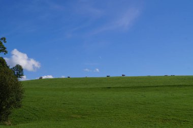 Eylül 'de Mondsee kasabası yakınlarındaki bir çayırda sığırlar otluyor. Sığırlar, Bos Taurus, büyük, evcilleştirilmiş, sığır gübresi gibi geniş hayvanlardır. Avusturya