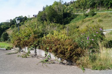 Buddleja davidii, Eylül ayında Mondsee kasabası yakınlarında mor çiçeklerle çiçek açar. Buddleja davidii ya da Buddleia davidii, Scrophulariaceae familyasından bir bitki türü. Avusturya