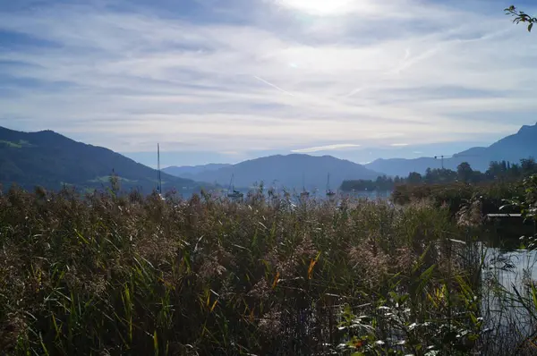 Eylül ayında Mondsee Gölü kıyısında Phragmites australis büyür. Phragmites australis, Poaceae familyasından yaygın olarak kullanılan bir sazlıktır. Mondsee, Yukarı Avusturya, Avusturya 