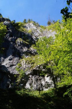 Eylül ayında Drachenwand civarındaki sonbahar bitkileriyle güzel bir dağ manzarası. Drachenwand, Kuzey kireçtaşı Alpleri 'nde yer alan bir dağ grubu olan Salzkammergut Dağları' nda deniz seviyesinden 1176 metre yükseklikte bir kaya yüzeyi. Avusturya 