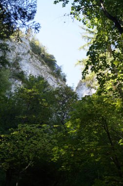 Eylül 'de Drachenwand civarındaki dağlarda sonbahar ormanı. Drachenwand, Kuzey kireçtaşı Alpleri 'nde yer alan bir dağ grubu olan Salzkammergut Dağları' nda deniz seviyesinden 1176 metre yükseklikte bir kaya yüzeyi. St. Lorenz, Avusturya