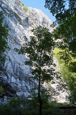 Eylül ayında Drachenwand civarındaki sonbahar bitkileriyle güzel bir dağ manzarası. Drachenwand, Kuzey kireçtaşı Alpleri 'nde yer alan bir dağ grubu olan Salzkammergut Dağları' nda deniz seviyesinden 1176 metre yükseklikte bir kaya yüzeyi. Avusturya 