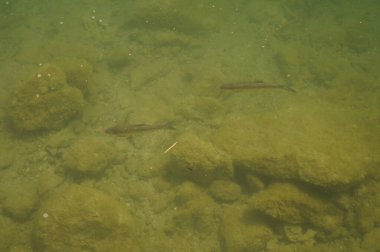 Balıklar Eylül ayında Wolfgang Gölü 'nde yüzer. Wolfgang Gölü, Avusturya 'nın Salzburg eyaletinde yer alan ve Salzkammergut tatil köyünün en bilinen göllerinden biridir. Avusturya  