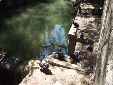 Büyük Muscovy ördekleri Cairina Moschata, Ağustos ayında, resim gibi Rodini Parkı 'nda bir göletin yakınında yaşar. Rodini Parkı, Rhodes Lindos Bulvarı 'nda bir cennet. Rhodes Town' a 3 km uzaklıkta. Rodos Adası, Yunanistan 