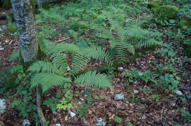 Eğreltiotları eylülde bir dağlık ormanda yetişir. Eğreltiotları, Polypodiopsida ya da Polypodiophyta, sporlar yoluyla üreyen ve ne tohumu ne de çiçeği olan bir vasküler bitki grubudur. Mondsee, Yukarı Avusturya, Avusturya