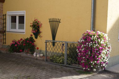 Pelargonium hororum sardunyaları ve tırmanan dipladenia Mandevilla sanderi çiçekleri Eylül ayında evin yakınında çiçek açarlar. St. Lorenz, Yukarı Avusturya, Avusturya
