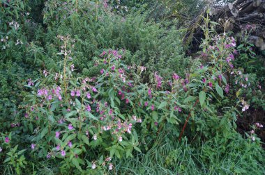 Impatiens glandulifera eylülde vahşi doğada çiçek açar. Impatiens glandulifera, polis miğferi, toka topları, bakır toplar, cüce şapkası standı, Himalaya balsam, dağda öp beni, büyük bir yıllık bitkidir. St. Lorenz, Yukarı Avusturya, Avusturya