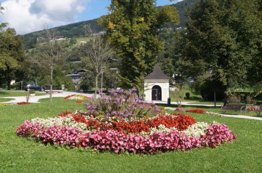 Begonya semperfloren çiçekleri, Tagetes patula çiçekleri Eylül ayında çiçek açmış. Begonya semperflorenleri, buz begonyaları ve Tanrı 'nın gözleri, Begoniaceae adlı tahta ailesine aittir. Mondsee, Yukarı Avusturya, Avusturya 