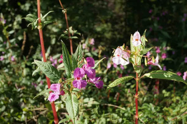 stock image Impatiens glandulifera blooms in September in the wild. Impatiens glandulifera, policeman's helmet, bobby tops, copper tops, gnome's hatstand, Himalayan balsam, kiss-me-on-the-mountain, is a large annual plant. St. Lorenz, Upper Austria, Austria