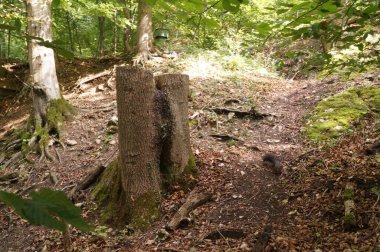 Eylülde parkta bir ağaç kütüğünün etrafında koşan koyu renkli bir sincap. Sciurus cinsi, sık rastlanan çalı kuyruklu sincapların çoğunu içerir. Salzburg, Avusturya