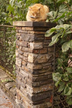 Eylül ayında kırmızı tüylü bir kedi çitin üzerinde oturur. Kedi, Felis catus, genellikle evcil kedi ya da ev kedisi olarak adlandırılır, küçük bir etobur memelidir. St. Lorenz, Salzkammergut, Avusturya