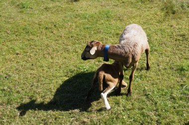 Eylül 'de koyunun memesinden kuzu sütü emer. Koyun ya da evcil koyun, Ovis armaları, genellikle çiftlik hayvanı olarak tutulan evcilleştirilmiş bir memeli türüdür. St. Lorenz, Salzkammergut, Avusturya