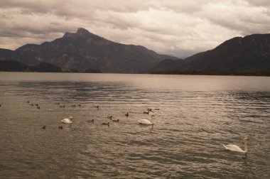 Eylül ayında Mondsee Gölü 'nde beyaz dilsiz kuğular ve yaban ördekleri yüzer. Yaban ördeği (