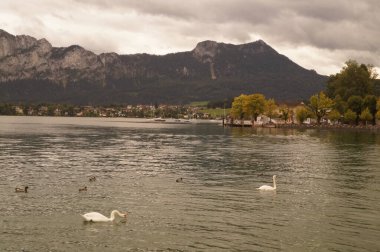 Eylül ayında Mondsee Gölü 'nde beyaz dilsiz kuğular ve yaban ördekleri yüzer. Yaban ördeği (