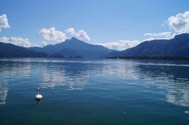 Eylül ayında Mondsee Gölü 'nde beyaz dilsiz bir kuğu yüzer. Dilsiz kuğu (