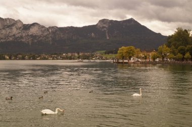 Eylül ayında Mondsee Gölü 'nde beyaz dilsiz kuğular ve yaban ördekleri yüzer. Yaban ördeği (