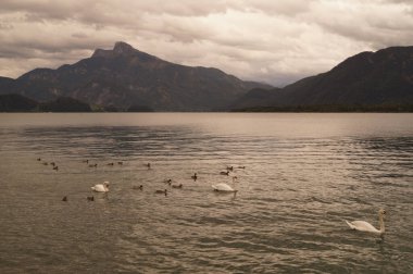 Eylül ayında Mondsee Gölü 'nde beyaz dilsiz kuğular ve yaban ördekleri yüzer. Yaban ördeği (