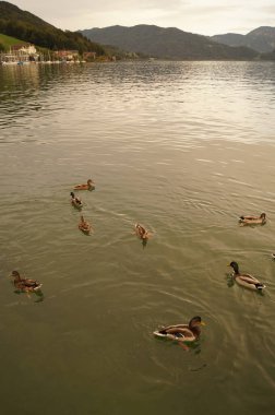 Mallard ördekleri Eylül ayında Mondsee Gölü 'nde yüzerler. Yaban ördeği (