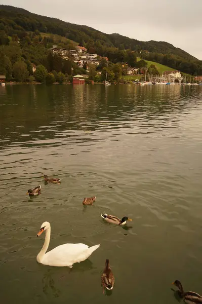 stock image A white mute swan and mallard ducks swim on Lake Mondsee in September. The mallard or wild duck, Anas platyrhynchos, is a dabbling duck. St. Lorenz, Salzkammergut, Austria 