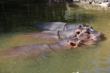 Three hippos Hippopotamus amphibius lie in a pond. The hippopotamus or hippo, hippopotami, Hippopotamus amphibius, common-, Nile-, or river hippopotamus, is a large semiaquatic mammal. La Lajita, Las Palmas, Spanien  clipart