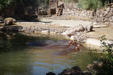 Three hippos Hippopotamus amphibius lie in a pond. The hippopotamus or hippo, hippopotami, Hippopotamus amphibius, common-, Nile-, or river hippopotamus, is a large semiaquatic mammal. La Lajita, Las Palmas, Spanien  clipart