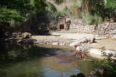 Üç su aygırı bir gölette uzanıyordu. Su aygırı ya da su aygırı, su aygırı, su aygırı (