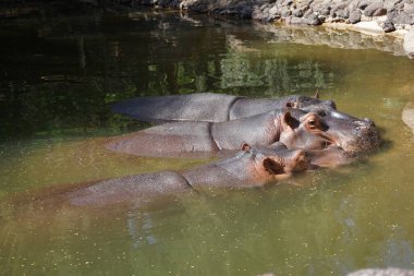 Three hippos Hippopotamus amphibius lie in a pond. The hippopotamus or hippo, hippopotami, Hippopotamus amphibius, common-, Nile-, or river hippopotamus, is a large semiaquatic mammal. La Lajita, Las Palmas, Spanien  clipart