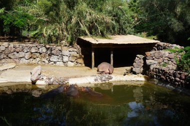 Dört hipopotam amfibik göletin yakınında yaşar. Su aygırı ya da su aygırı, su aygırı, su aygırı (