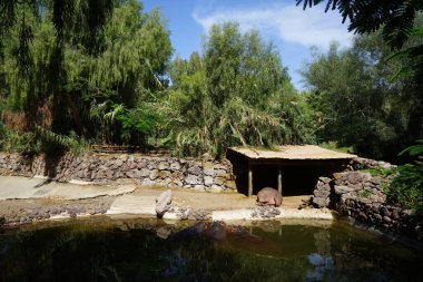 Dört hipopotam amfibik göletin yakınında yaşar. Su aygırı ya da su aygırı, su aygırı, su aygırı (